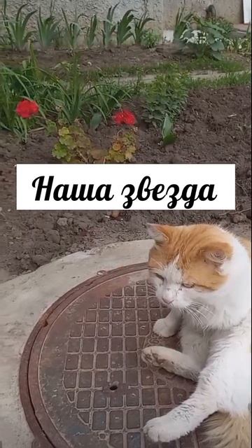 #котики #кошка #киса #домашниеживотные #кошки #пес #собакадругчеловека #собака #собаки #щенок #мимим