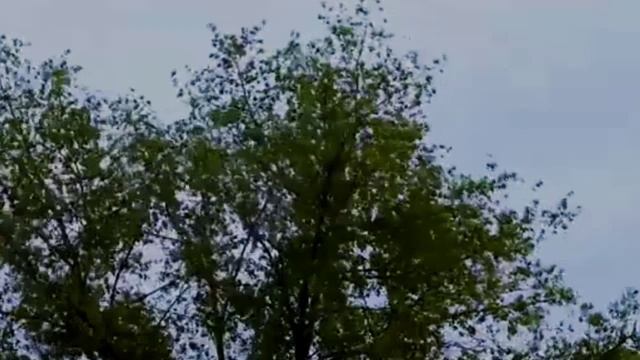 Раскаты мая