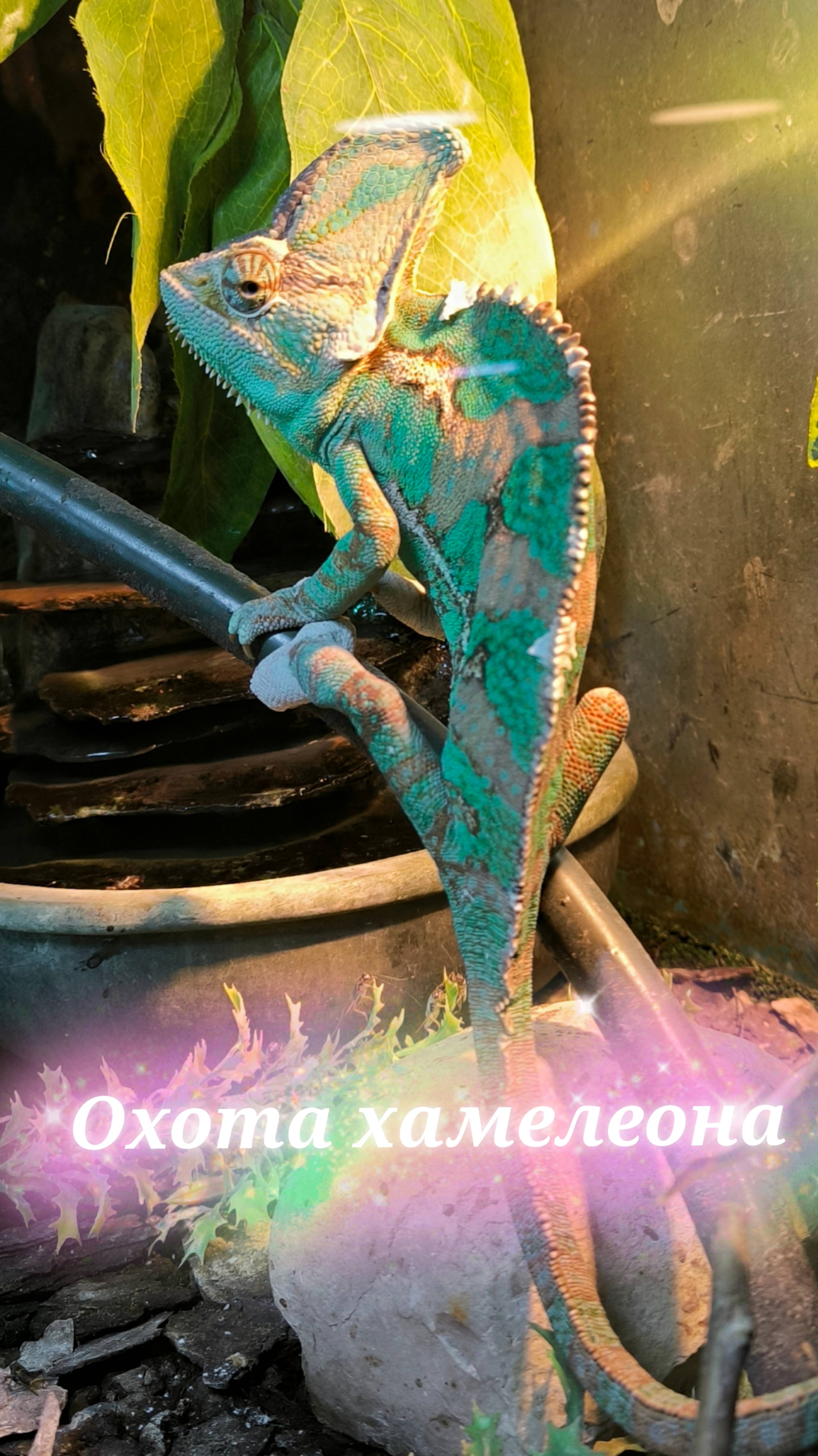 Охота хамелеона на кузнечика. Очень интересно посмотреть