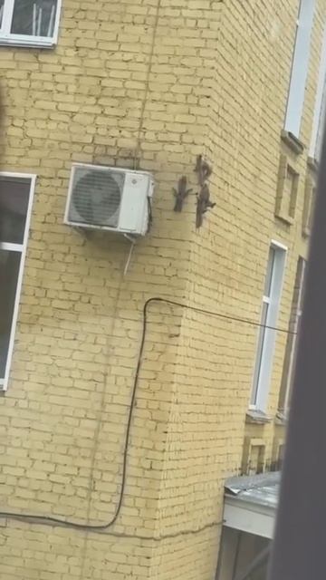 Белка притащила целый выводок бельчат в кировский роддом