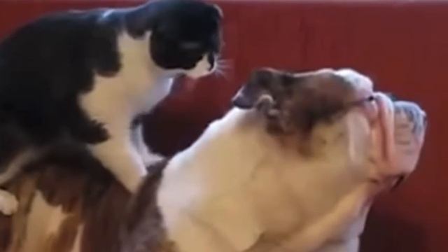 На приеме у массажиста😂 ( видео про кошек и собак )