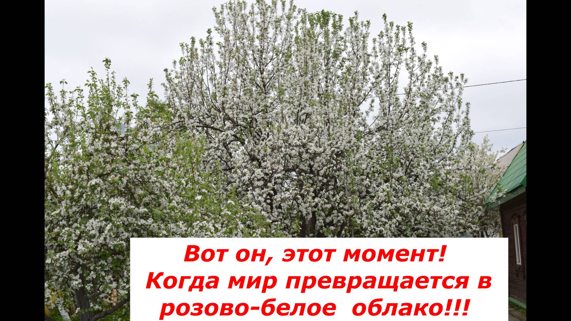 Цветение яблонь #весна #яблони #цветение