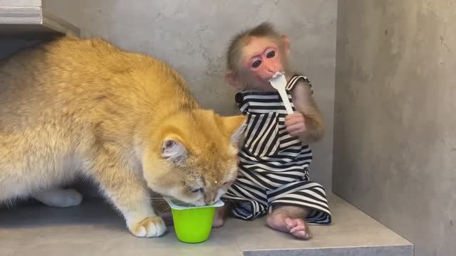 Обезьянка КРОШЕЧКА ест йогурт ЛОЖЕЧКОЙ Играет с КОШЕЧКОЙ Спит в гамаке НЕМНОЖЕЧКО Милота