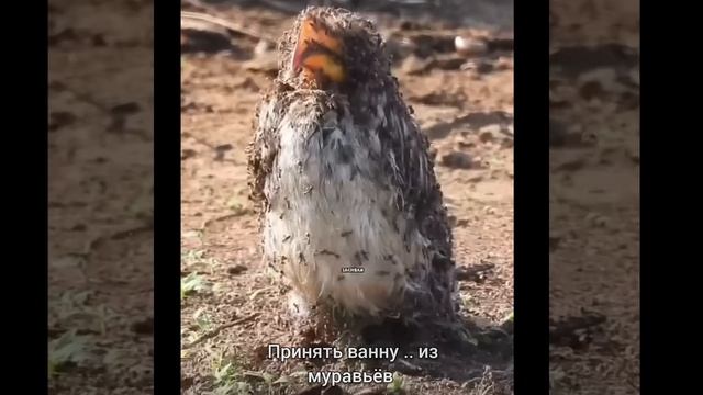 БУЙВОЛ СДЕЛАЛ НОГИ ..