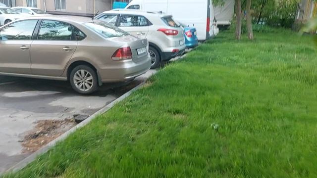 Сирень в Москве