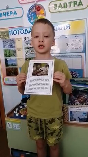 голубь