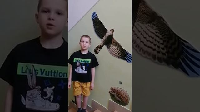 ястреб