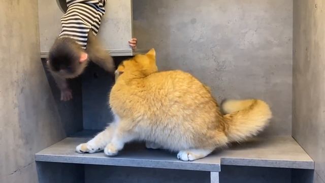 Обезьянка КРОШЕЧКА ест йогурт ЛОЖЕЧКОЙ Играет с КОШЕЧКОЙ Спит в гамаке НЕМНОЖЕЧКО Милота