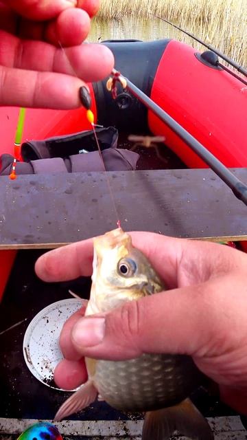 ЕСТЬ КАРАСЕВИЧ! #shorts #рыбалка #fishing #рыба #fish #эдвардкосичка  #природа #nature #отдых #rest