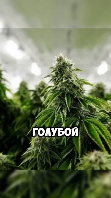 Дачникам в России теперь грозит штраф до 300 тысяч рублей