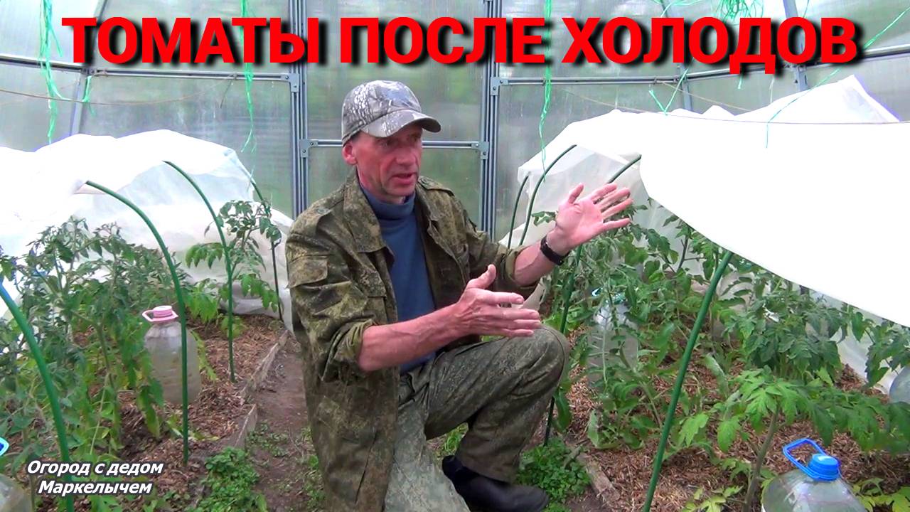 ТОМАТЫ ПОСЛЕ ХОЛОДОВ. ЧЕМ ИМ ПОМОЧЬ? ЧТО НУЖНО СДЕЛАТЬ?
