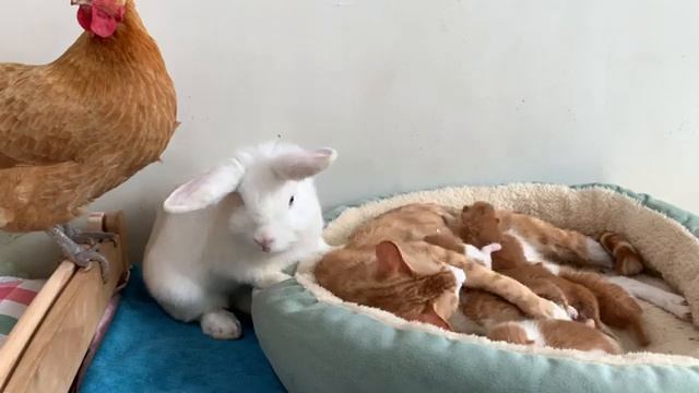 Она самая популярная кошка! Курица, кролик и щенок — все ее лучшие друзья!