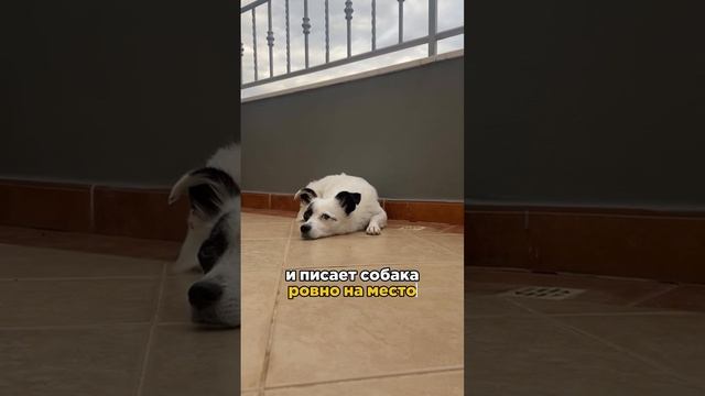 Почему собаки писают на диван и кровать?