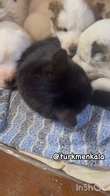 Не белая, и не ворона, а замечательная соседка! #собакиикошки #щеночки #алабай #питомникалабаев