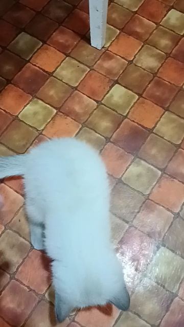 Какос