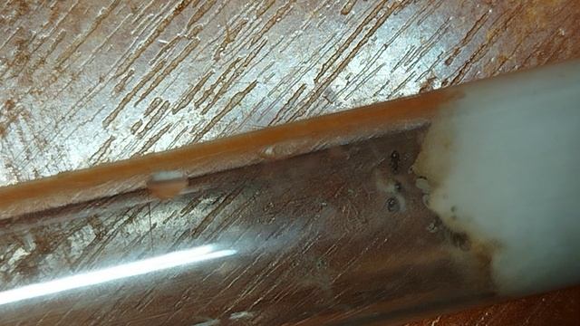 садовые муравьи поймали личинку, часть 2.