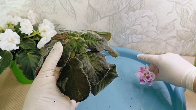 Строго не судите! Переукореняю свою ФИАЛКУ!