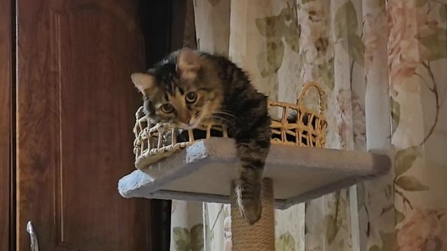 Муся в своем домике