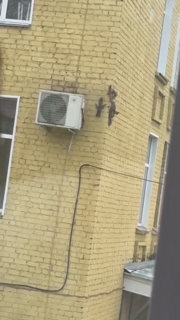 Белка притащила целый выводок бельчат в кировский роддом — теперь они ползают по стенам