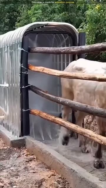 How Big Farms Bath Their Cows