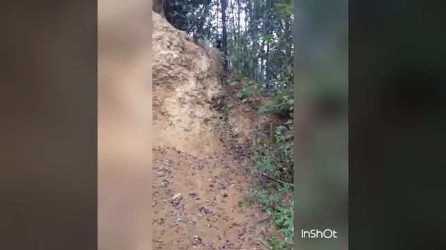Собака горный козлик