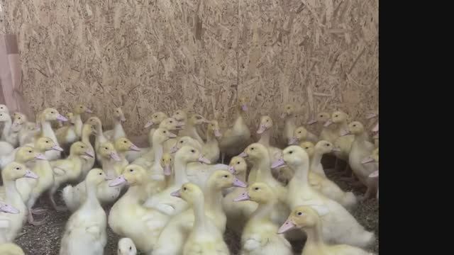 Утиная жизнь на ферме Раменские птички