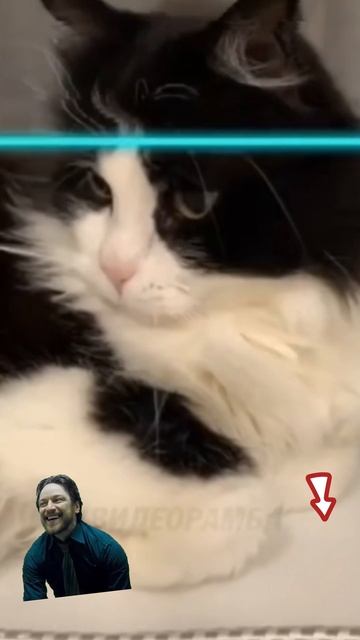 Приколы с котами