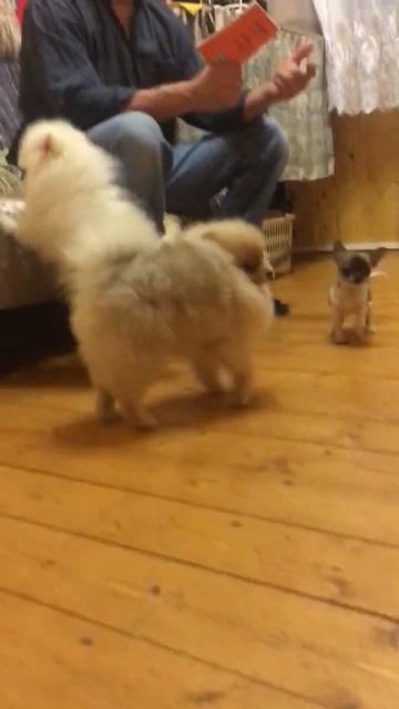 Белая подрощенная девочка шпица