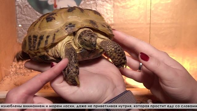«Вот вырастешь – заводи, кого хочешь!». Это был толчок к действию. В семье Оксаны около 30 животных