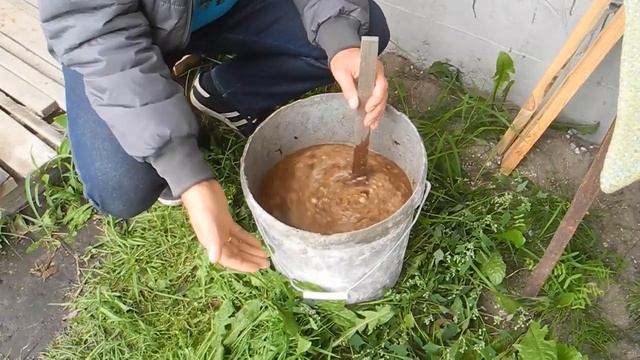 Как самому пробудить споры белых грибов