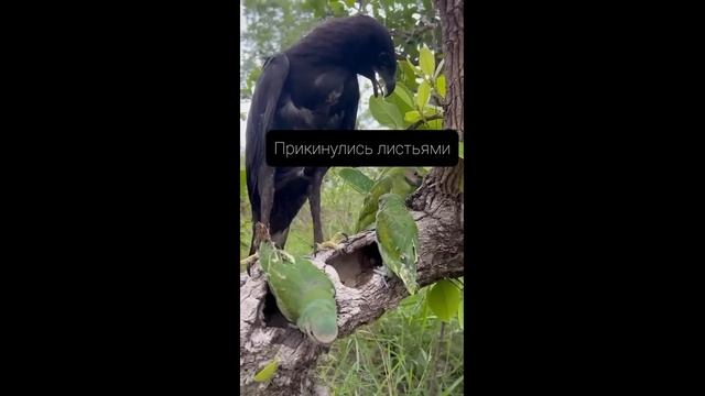 Прикинулись листьями, орел и попугаи - 2025 год