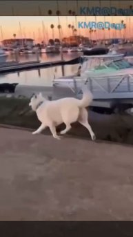 В пятницу с работы возвращаешься домой😂 ( видео про собак )