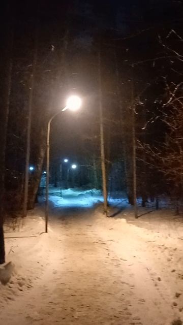 20240210 - Лес в парке "Сосновый бор"