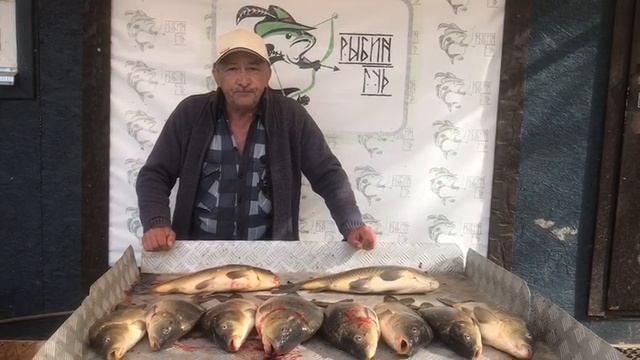 хороший улов карпа на большом водоёме