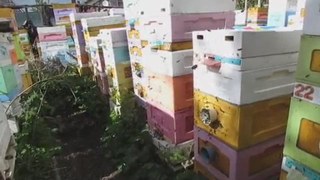 трутень в пчелиных семьях на пасеке для облета маток в мае , 14.05.2025