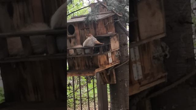 VID_20250513_161419.mp4