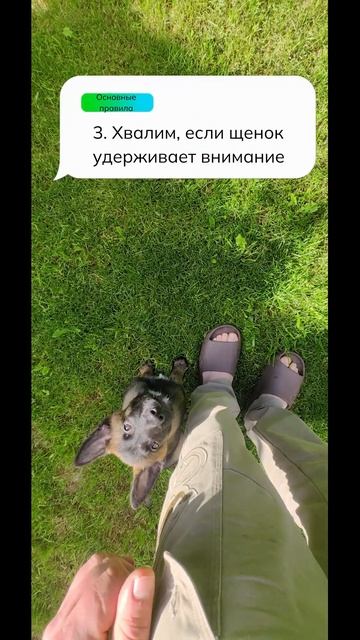 Тренировка Концентрации у щенка малинуа #shorts #малинуа  #собака  #дрессировкащенка #malinois