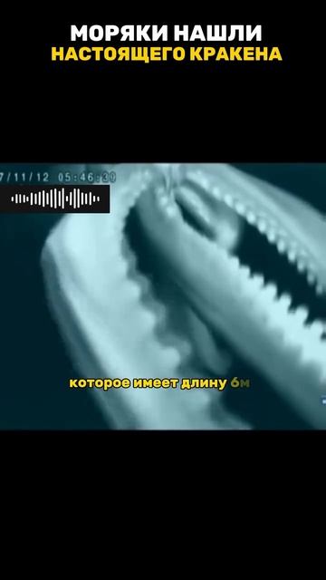 Гигантский кальмар