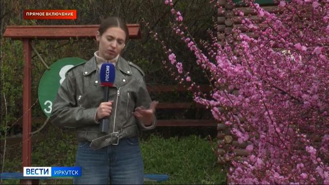 Цветение сакуры в Ботаническом саду ИГУ