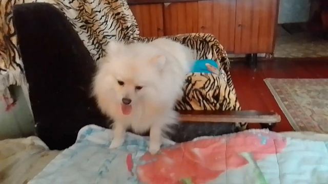 Как капризничает шпиц......😄