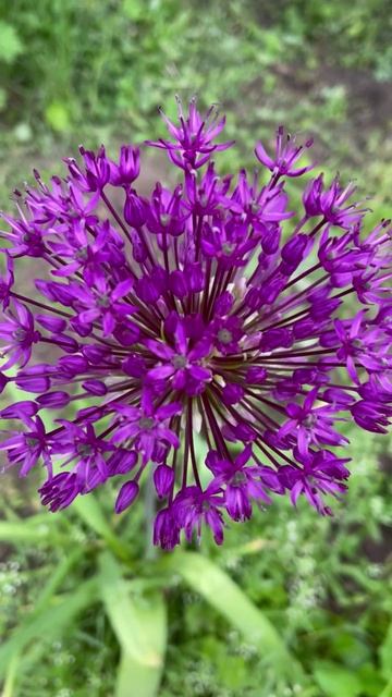 Лук афлатунский #цветы #garden #растения #садидача