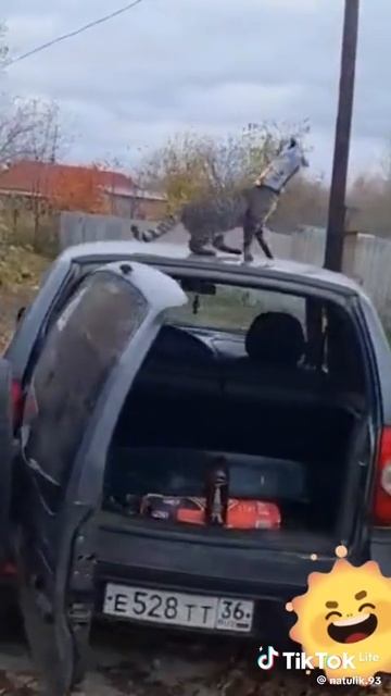 Кот поскудник!