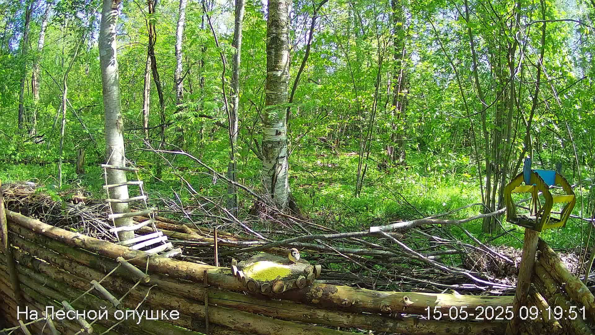 Весений лес онлайн   #Relaxing #природа #звуки леса #птицы  #погода