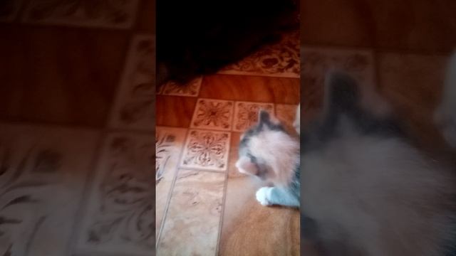 VID_20250512_170954.3gp