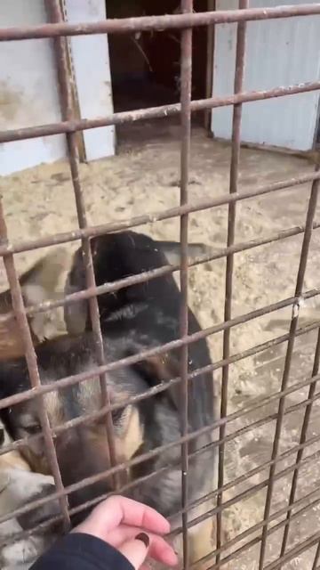 Великолепный день с нашими позитивными хвостиками Кафы и Дружка 🐶