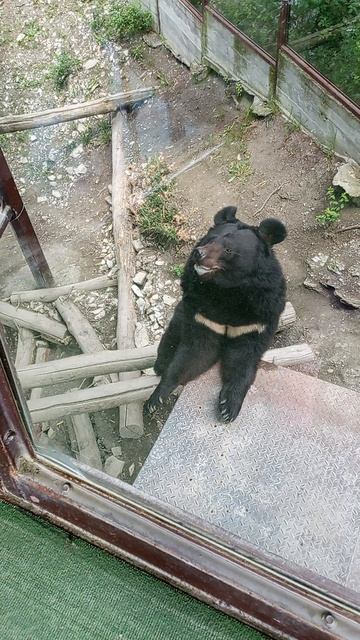 медведь