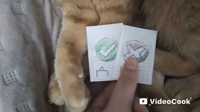 Игра правда-ложь с котом