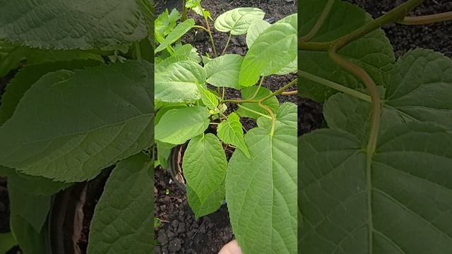 Актинидия- коломикта памяти Колбасиной один из лучших сортов со сладкимт плодами