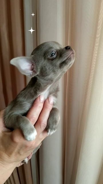 чихуахуа лиловая девочка