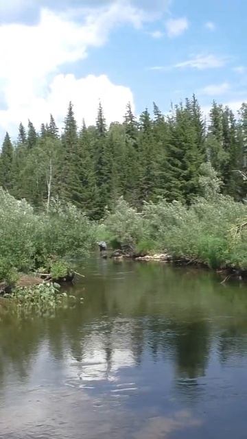 1523 Красивая Река Тайга #иииразум #рыбалка #тайга #fishing #